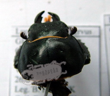 Head and Mandible variations in Lucanus cervus cervus